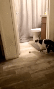 자기 장난감 공을 지나쳐 버린 고양이가 문 뒤에 들어가더니…?