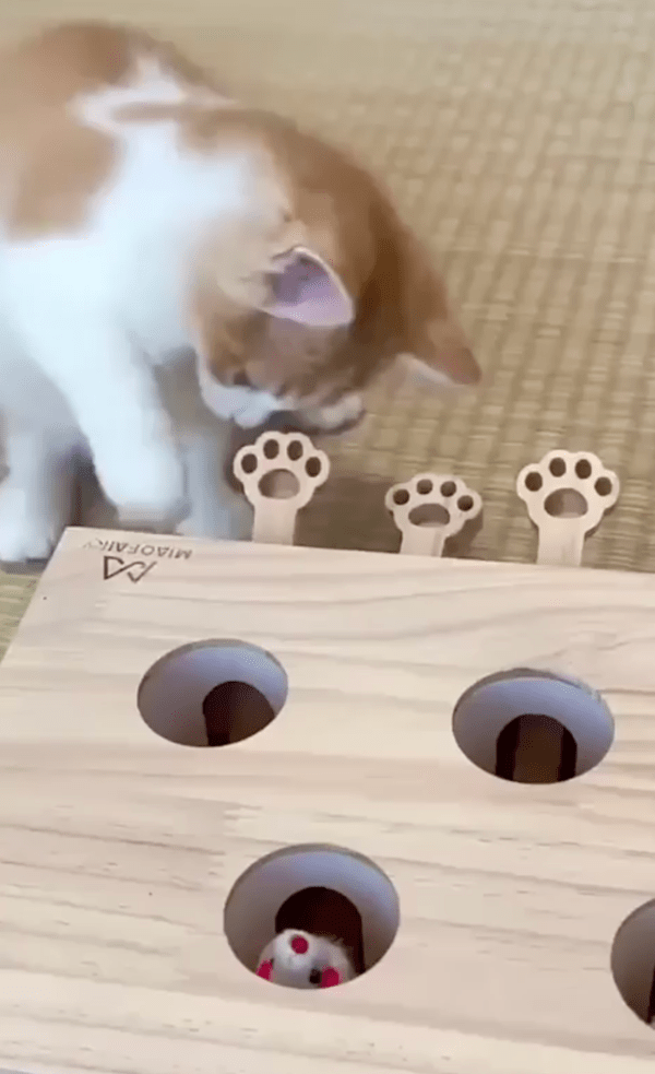 출처 : Reddit / 엄마가 새로 사준 장난감을 살펴보는 아기 고양이