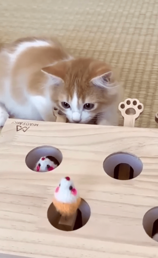 출처 : Reddit / 엎드려서 최적의 타이밍을 노리는 고양이