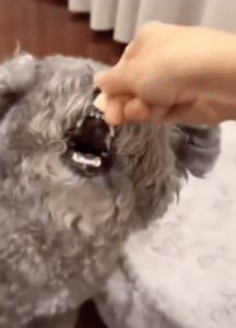 “간식 더 주세요! 아~” 입 벌리는 ㅇㅇㅇ의 애교