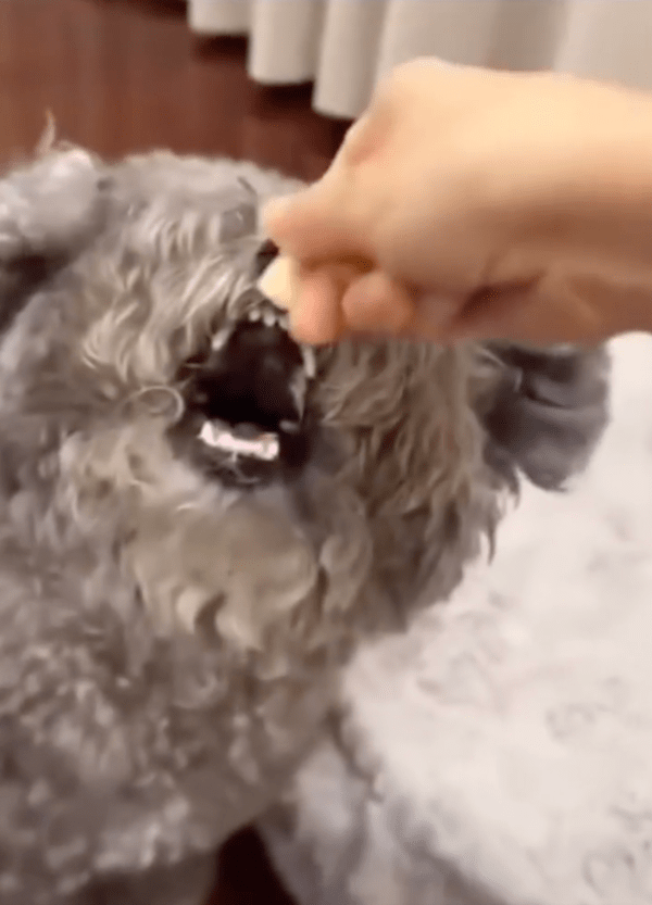 출처 : Reddit / 간식 먹으려고 입을 벌리는 강아지