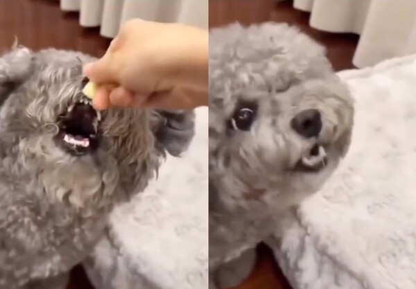 출처 : Reddit / 간식을 맛있게 먹고 있는 강아지