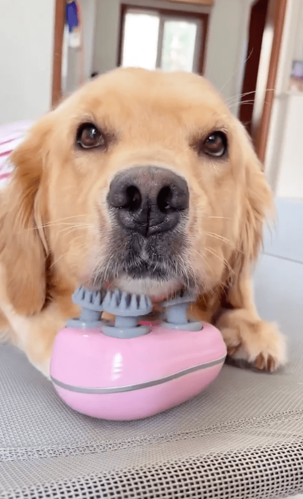 출처 : Reddit / 마사지 기계 위에 머리를 올려 놓은 리트리버