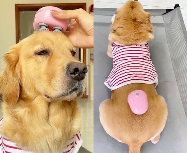 출처 : Reddit / 머리 마사지와 등 마사지를 즐기는 리트리버