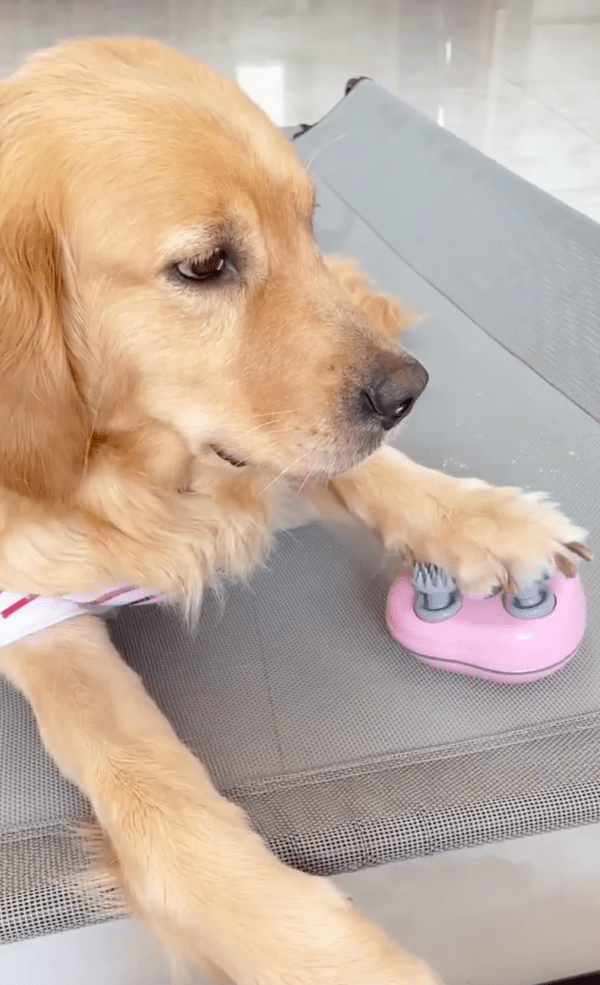 출처 : Reddit / 마지막 마무리로 앞발 마사지 중인 리트리버