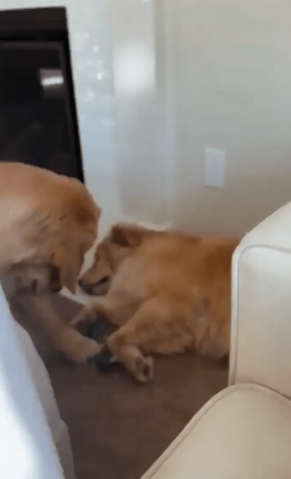 출처 : Reddit / 자고있는 리트리버 품속의 무언가를 노리고 있는 리트리버