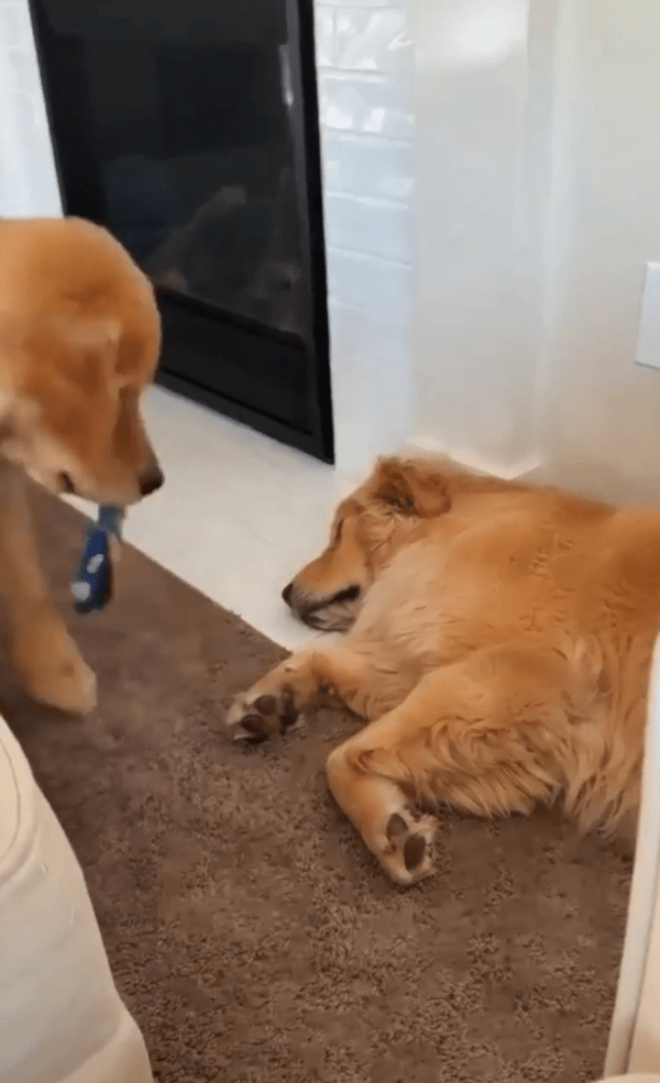 출처 : Reddit / 장난감을 뺏은 뒤 유유히 떠나는 리트리버