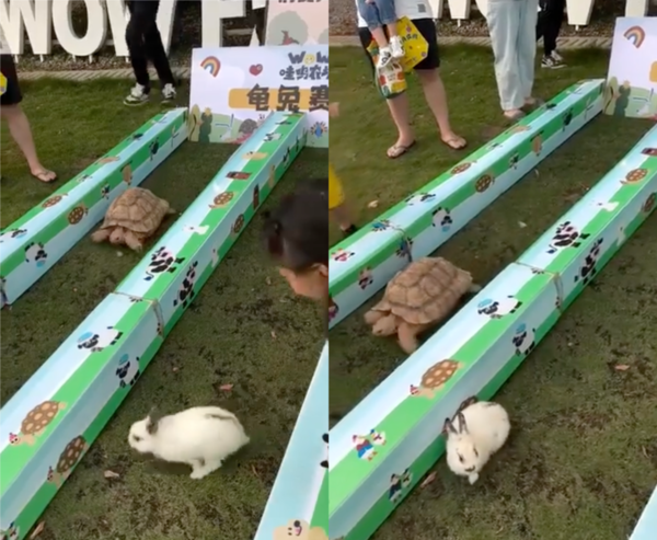 출처 : Reddit / 딴짓하는 토끼와 점점 더 가까워져 오는 거북이