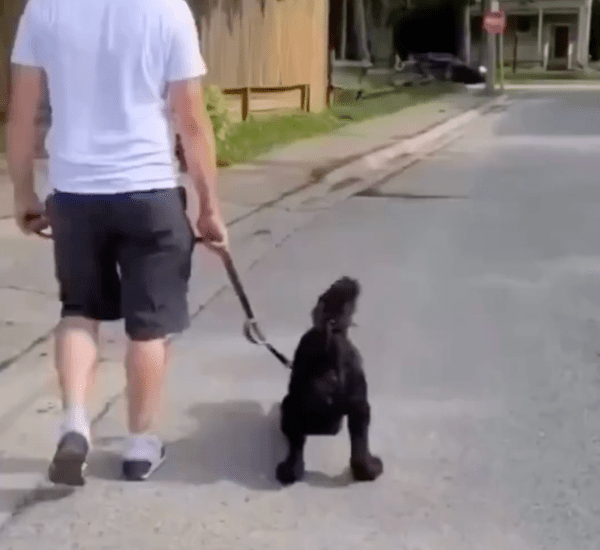 출처 : Reddit / 주인과 산책 중인 강아지