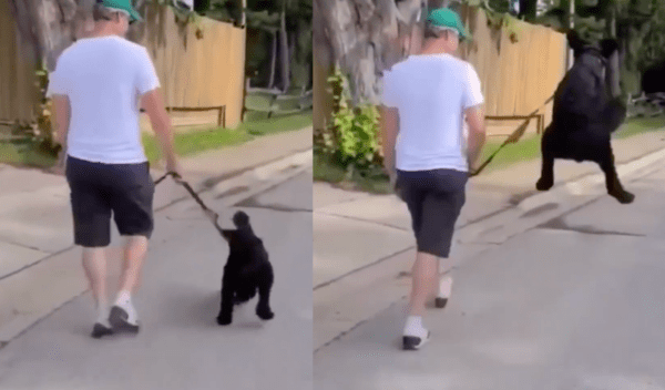 출처 : Reddit / 기쁜 마음을 주체할 수 없는 강아지의 점프