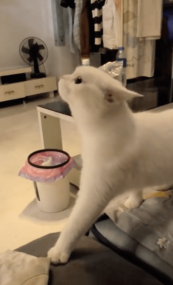 출처 : Reddit / 이상한 냄새를 맡는 고양이