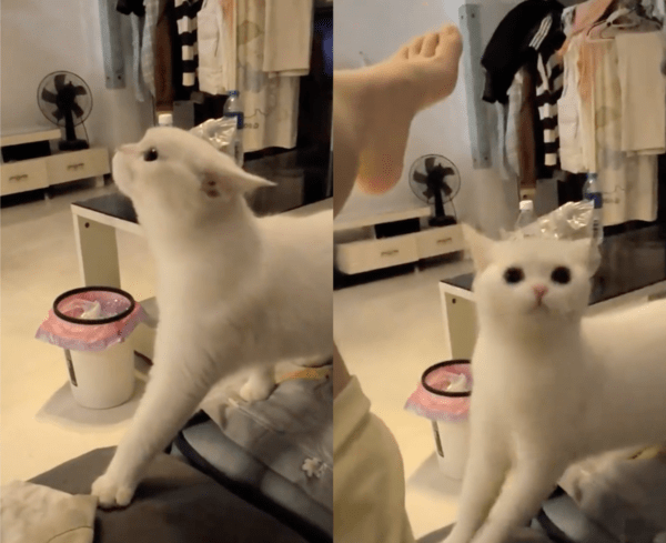 출처 : Reddit / 주인의 발냄새를 맡고 놀란 고양이