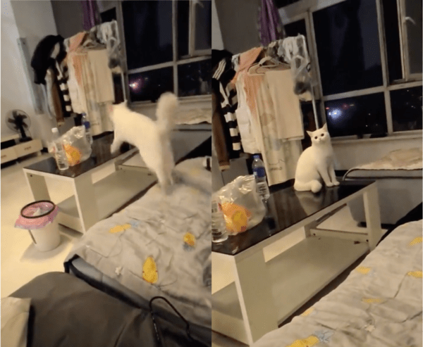 출처 : Reddit / 발냄새를 맡고 테이블로 도망가 버리는 고양이