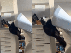 매트리스로 곡예 펼치는 고양이, 보신 적 있나요?