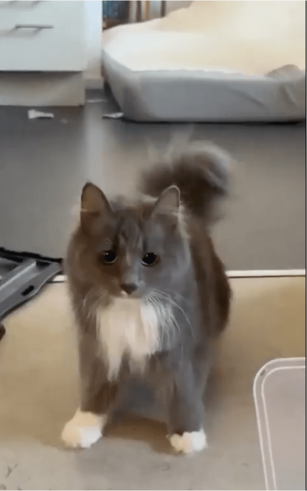 출처: Reddit / 이 광경을 지켜보던 또다른 고양이의 걱정스러운 눈빛