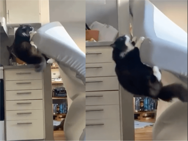 출처: Reddit / 필사적으로 올라가려는 고양이