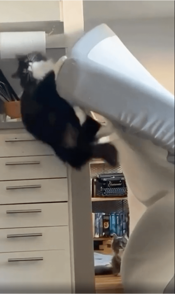 출처: Reddit / 떨어지기 싫은 고양이