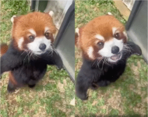 레서판다가 엄근진 자세로 사람을 쳐다본 이유는?