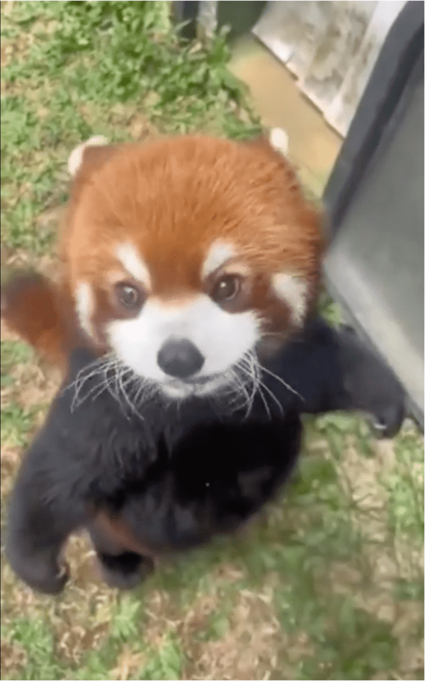 출처: Reddit / "어서 간식을 줘!"