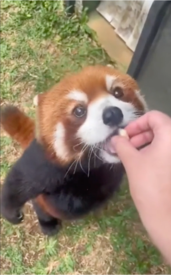 출처: Reddit / 간식 받아먹는 레서판다