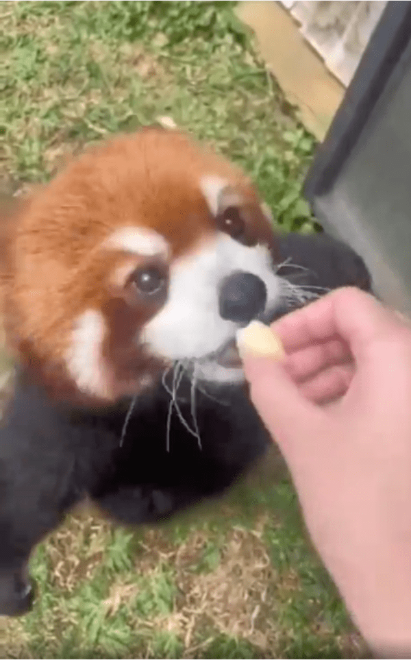 출처: Reddit / 맛있게 간식 먹는 레서판다