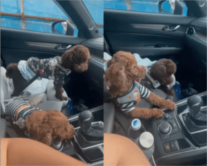 평화로운 조수석에서 무슨 일이?