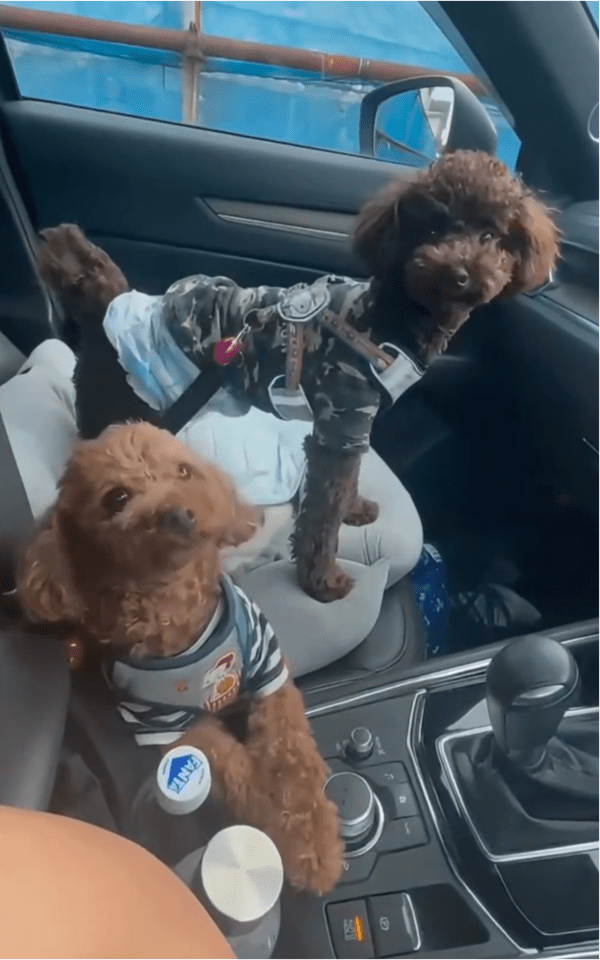 출처: Reddit / 주인을 쳐다보는 두 강아지