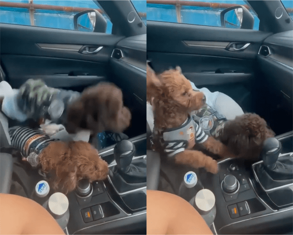 출처: Reddit / 졸다가 한쪽으로 쓰러진 강아지