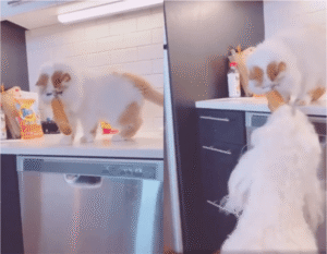 개와 고양이 누가 안 맞는대? 손발 척척 팀워크!