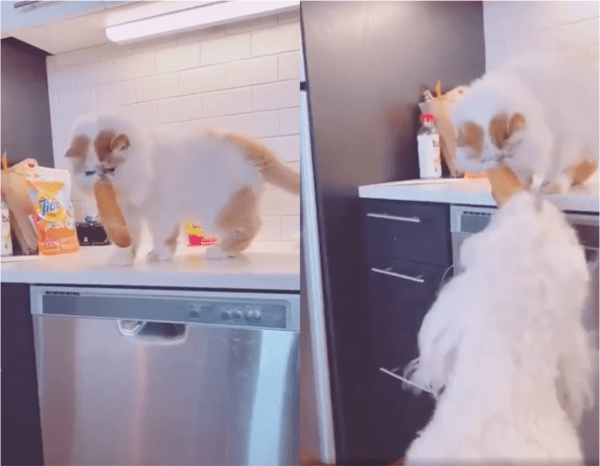 출처: Reddit / 고양이와 강아지의 팀워크