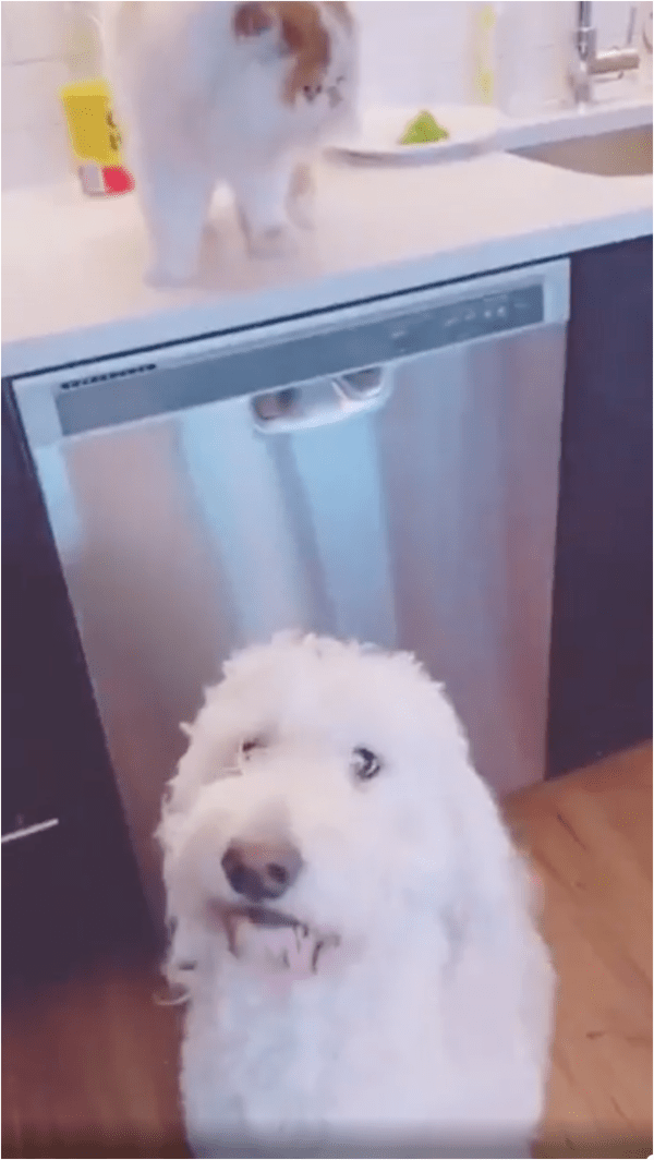 출처: Reddit / 다음을 기약하는 강아지와 고양이