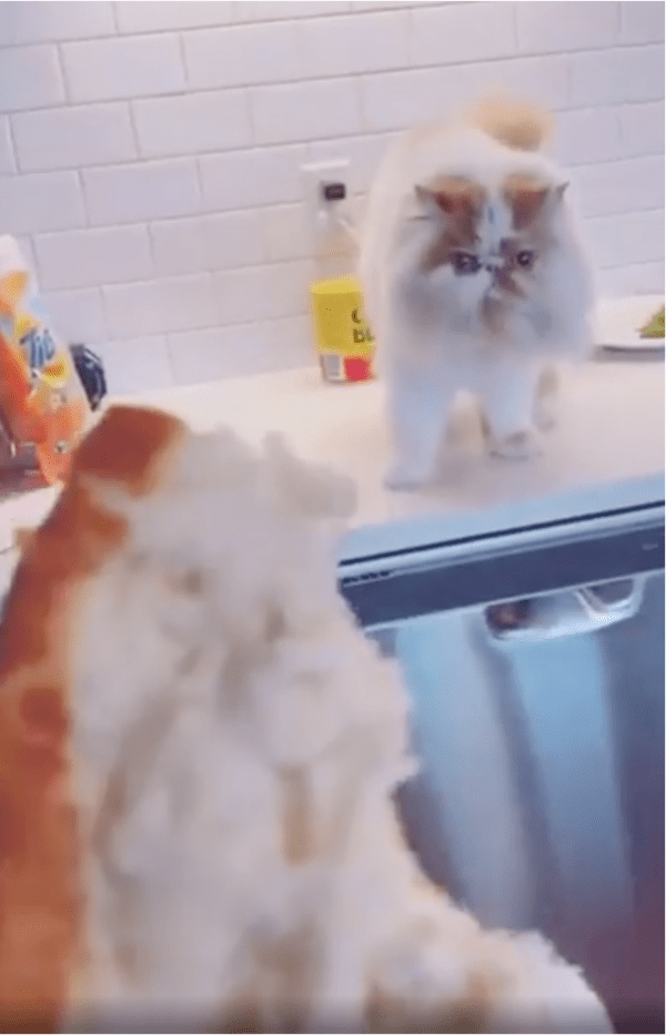 출처: Reddit / "우리 작전이 실패로 돌아가다니.."