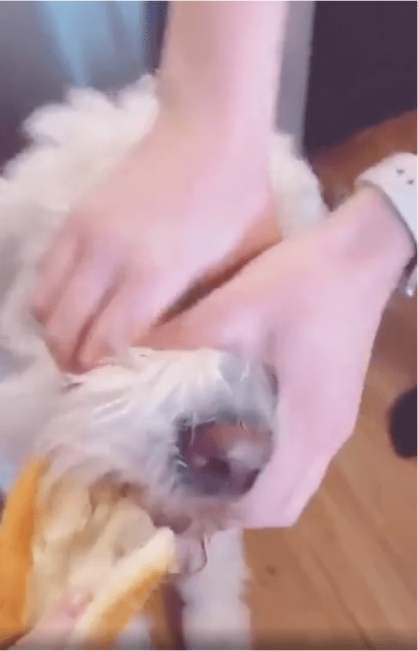 출처: Reddit / 빵을 뺏긴 강아지