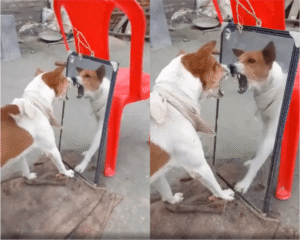 나 자신과의 대결, 판가름 나지 않는 한판승