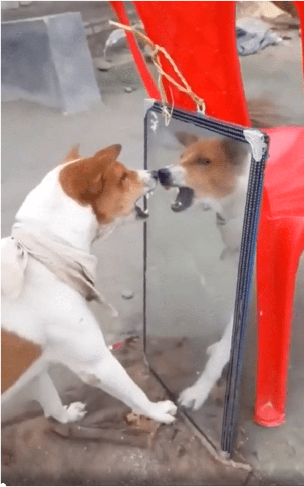 출처: Reddit / "너 가만 안둬!"