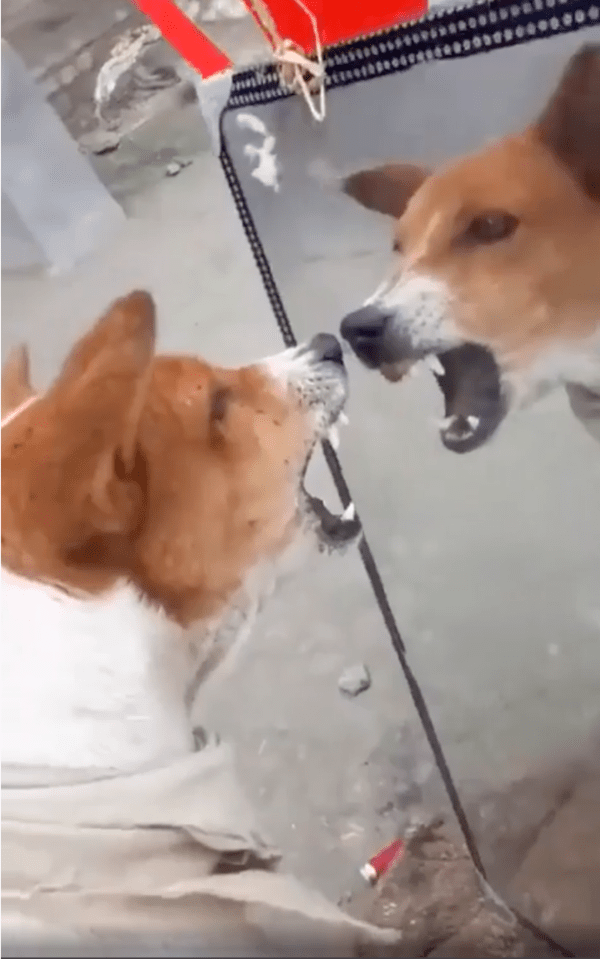 출처: Reddit / 위협적으로 이빨 드러내는 강아지