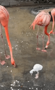 왜 나는 깃털 색이 다르지? 의문이 많은 아기 홍학