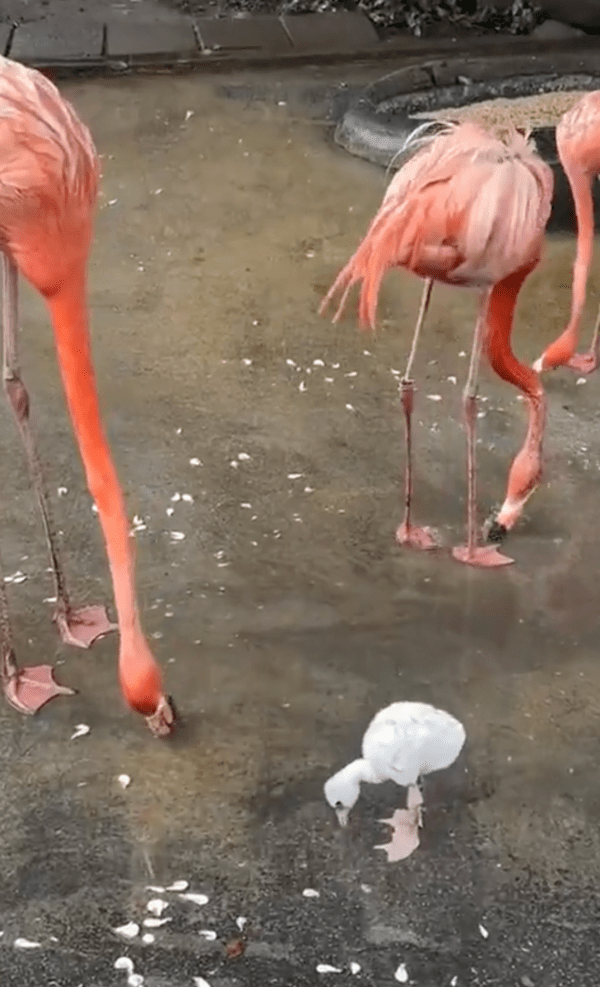 출처 : Reddit / 홍학들 사이에 있는 아기 홍학