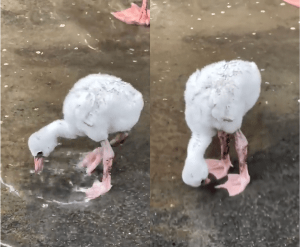 출처 : Reddit / 아기 홍학의 몸단장