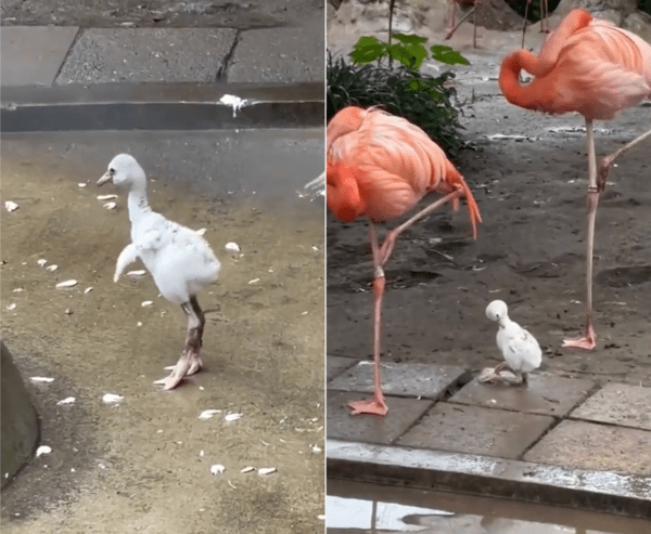 출처 : Reddit / 엄마와 다른 홍학들 사이에서 몸단장하는 아기 홍학