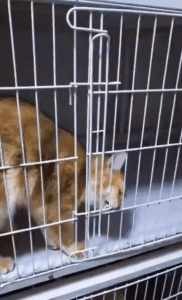 나는야 고양이 세계의 석호필이다!