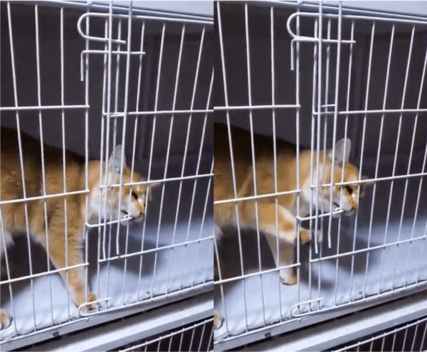 출처 : Reddit / 걸쇠를 자연스럽게 들어 올리는 고양이