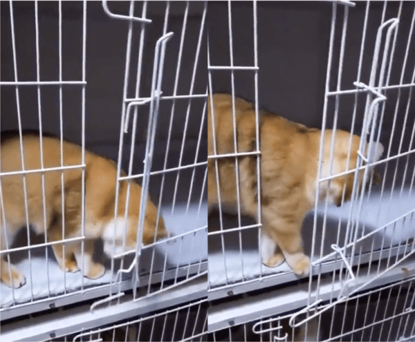 출처 : Reddit / 철장 문을 열며 나가려는 고양이