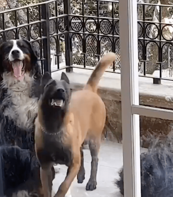 출처 : Reddit / 밖에서 발을 동동 구르는 쉐퍼드