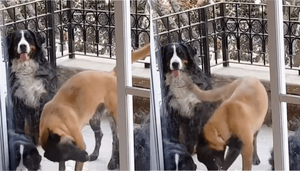 출처 : Reddit / 목을 돌리며 춤을 추는 듯한 쉐퍼드