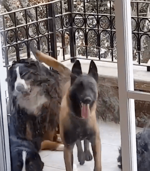 출처 : Reddit / 환하게 웃는 것처럼 보이는 쉐퍼드