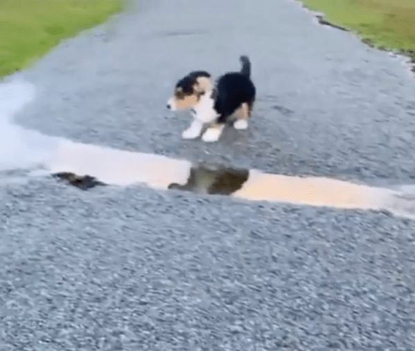 출처 : Reddit / 물을 건널 수 없어 발만 동동 구르는 강아지