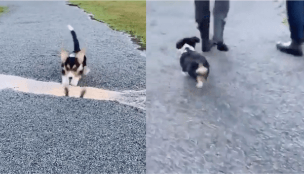 출처 : Reddit / 점프 후 주인을 따라가는 강아지