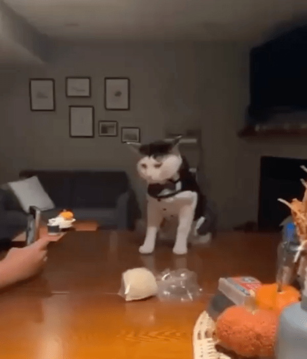 출처 : Reddit / 카메라 앞에서 멋있는 옷을 입고 서 있는 고양이