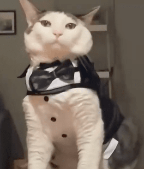 출처 : Reddit / 멋진 포즈를 취한 고양이